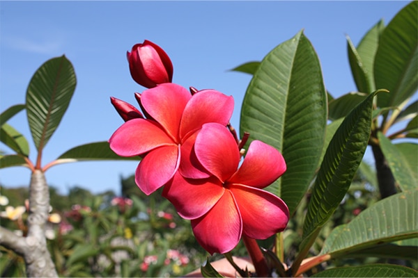 Caring for your Frangipani - Fancy Frangipanis